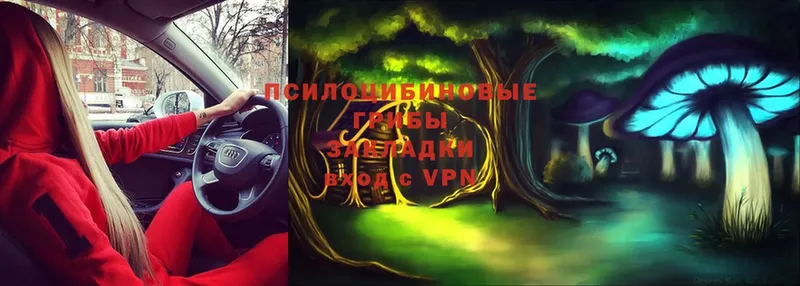 Псилоцибиновые грибы MAGIC MUSHROOMS где продают наркотики Ногинск